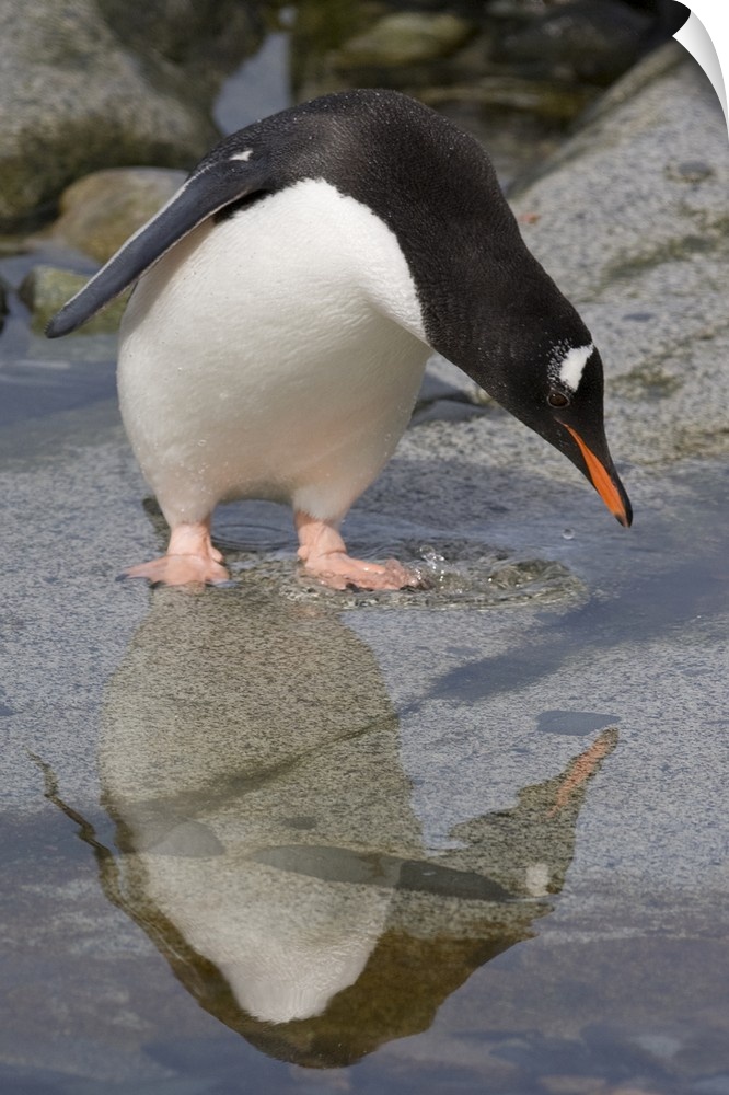 Petermann Island, Antarctica. Gentoo Penguin looking at reflection.
