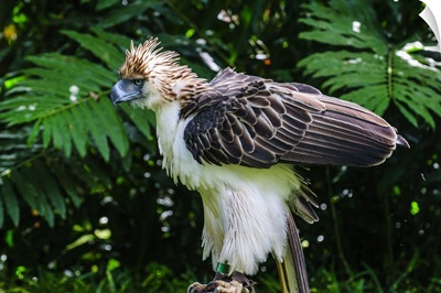 Philippine Eagle, Philippines
