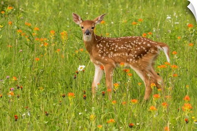 Pine County, Captive Fawn