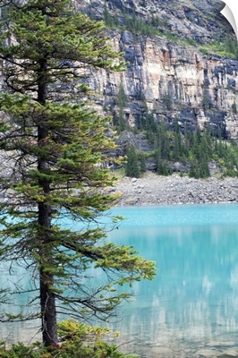 Pine tree overlooking Moraine Lake, Banff National Park, Canada