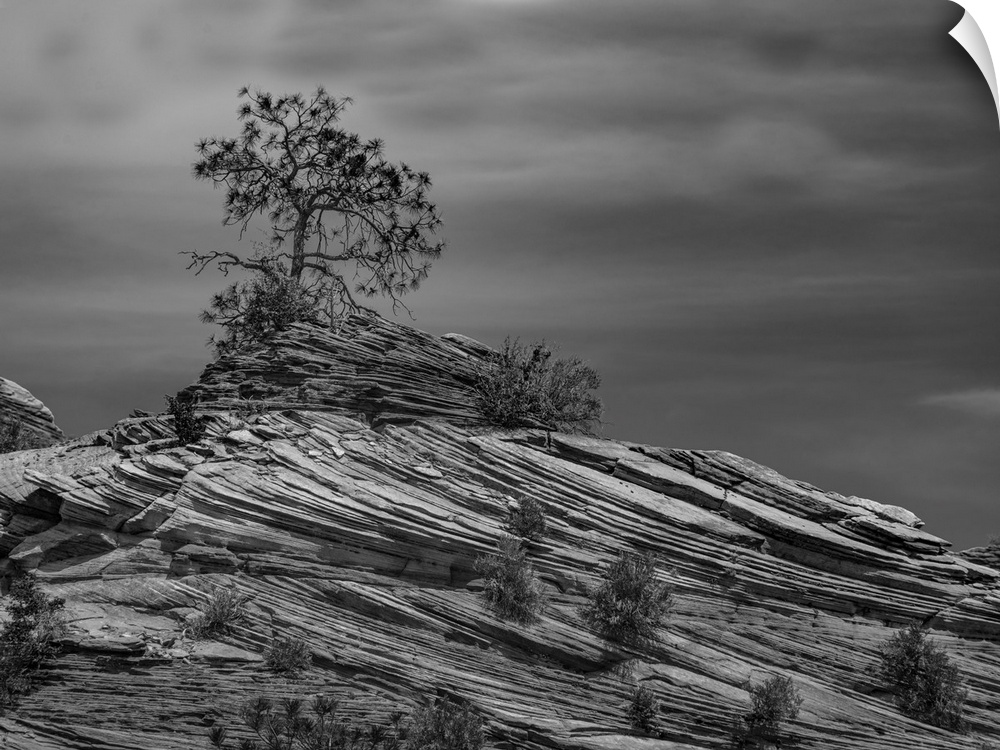 Pine tree struggles for existence atop a rock pile in Zion National Park.