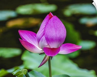 Pink Lotus Blooming, Temple Of The Sun, Beijing, China