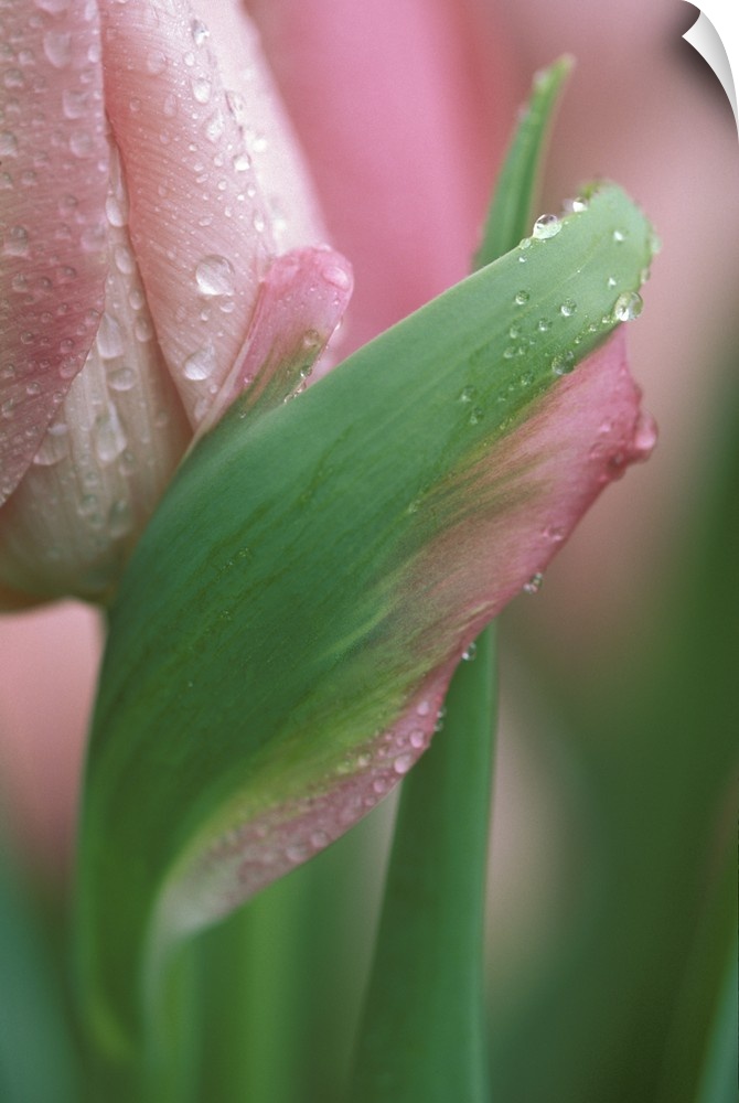 Pink tulip close-up, in garden.