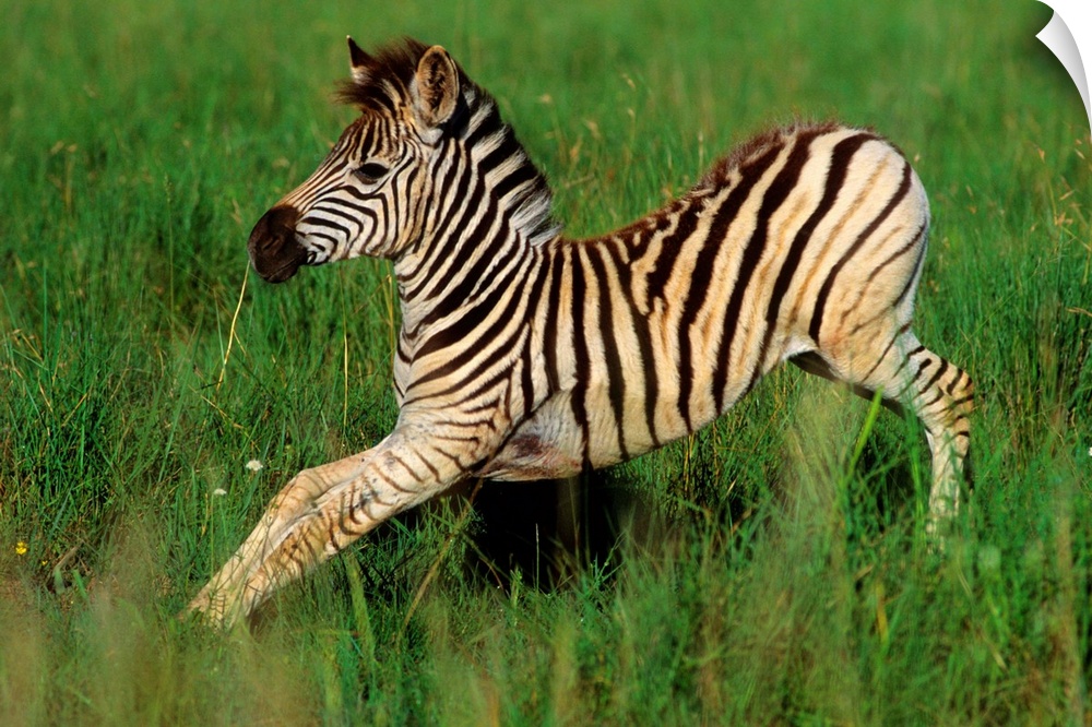 Plains Zebra (Equus quagga) foal stretching, Midmar Game Reserve, Midlands, KwaZulu-Natal, South Africa.