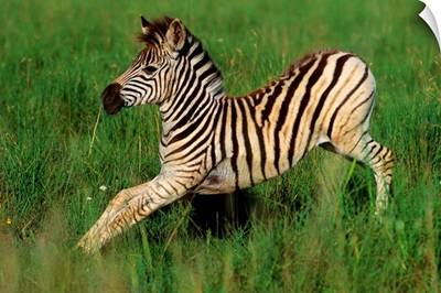 Plains Zebra Foal, Midmar Game Reserve, Midlands, Kwazulu-Natal, South Africa