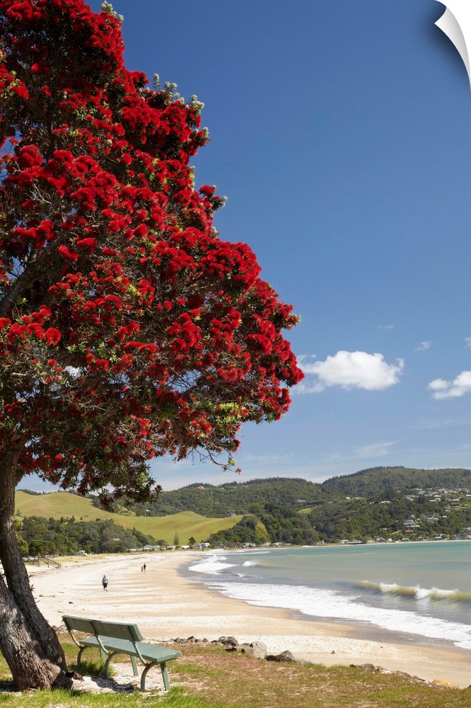 Pohutukawa Tree and Buffalo Beach, Whitianga, Coromandel Peninsula, North Island, New Zealand