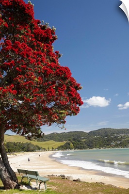 Pohutukawa Tree and Buffalo Beach, North Island, New Zealand