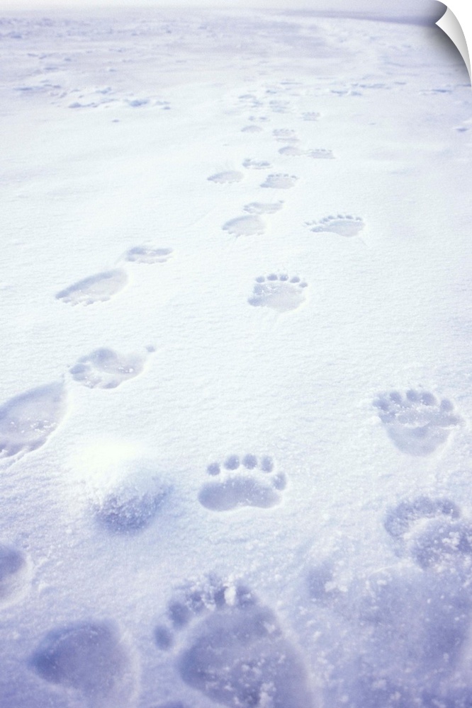 Polar bear (Ursus maritimus) footprints on the pack ice of the frozen coastal plain, 1002 area of the Arctic National Wild...