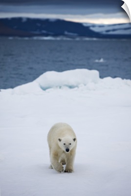 Polar Bear on Iceberg, Svalbard, Norway