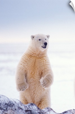 Polar bear on the pack ice, 1002 area of the Arctic National Wildlife Refuge, Alaska