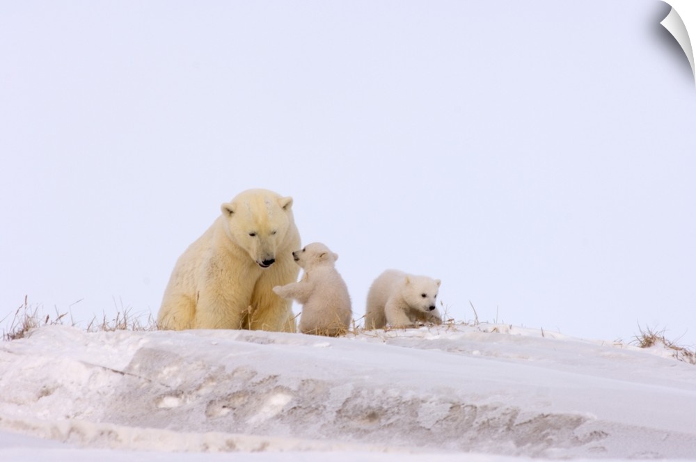 Polar bear (Ursus maritimus), sow playing with her newborn spring cubs outside their den, mouth of Canning River along the...