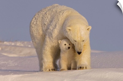 Polar Bear Sow With Newborn Spring Cubs, Canning River, Alaska