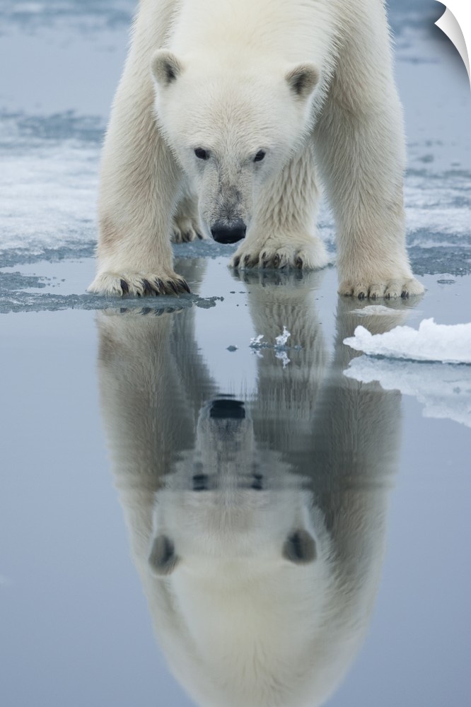 Norway, Svalbard, Nordaustlandet, Polar Bear (Ursus maritimus) reflected in meltwater pond on fjord ice at Sabinebukta Bay...