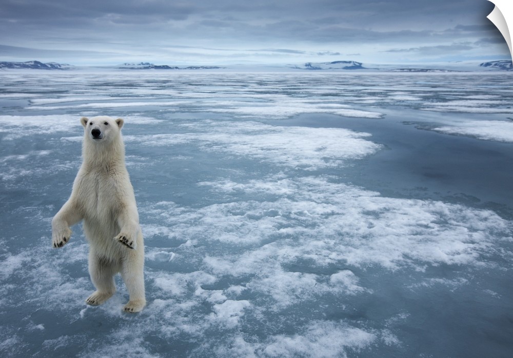 Norway, Svalbard, Nordaustlandet, Polar Bear (Ursus maritimus) standing upright on fjord ice at Sabinebukta Bay at Irminge...