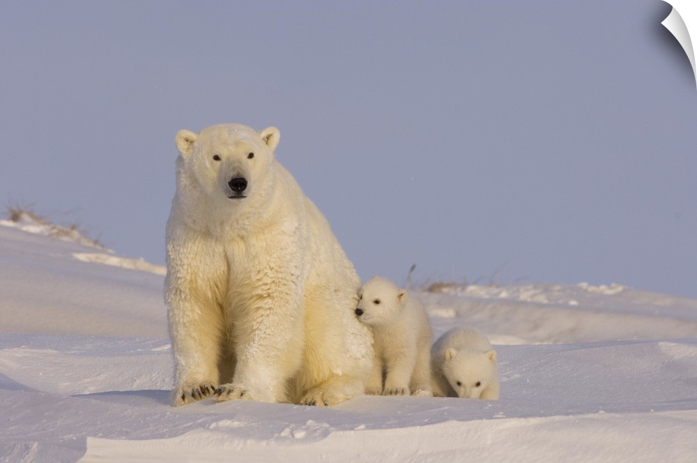 Polar bear (Ursus maritimus), sow with newborn spring cubs newly emerged from their den, mouth of Canning River along the ...
