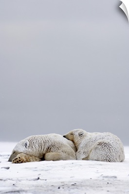 Polar Bears sleeping on the pack ice, Arctic National Wildlife Refuge, Alaska