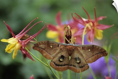 Polyphemus Moth on Columbine in Garden