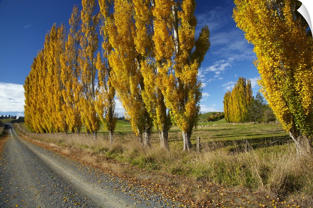 Poplar trees and farmland in autumn, near Lovells Flat, South Otago, South Island, New Zealand.