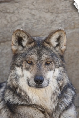 Portrait of an Adult Wolf