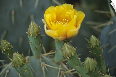 Prickly pear cactus in bloom, Arizona-Sonora Desert Museum, Tucson, Arizona