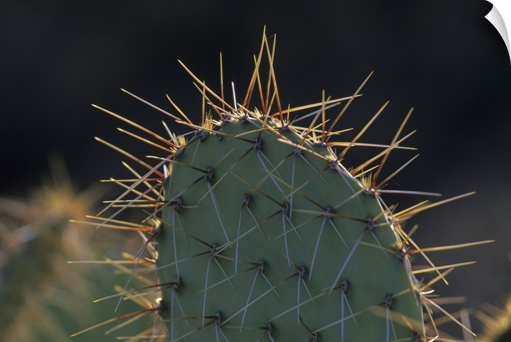 Prickly pear cactus (Opuntia spp), Saguaro National Park, Tucson, Arizona.