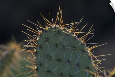 Prickly pear cactus, Saguaro National Park, Tucson, Arizona