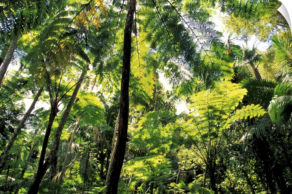 Caribbean, USA, Puerto Rico, El Junque Rainforest National Park. America's only tropical rainforest