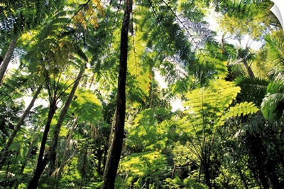 Puerto Rico, El Junque Rainforest National Park