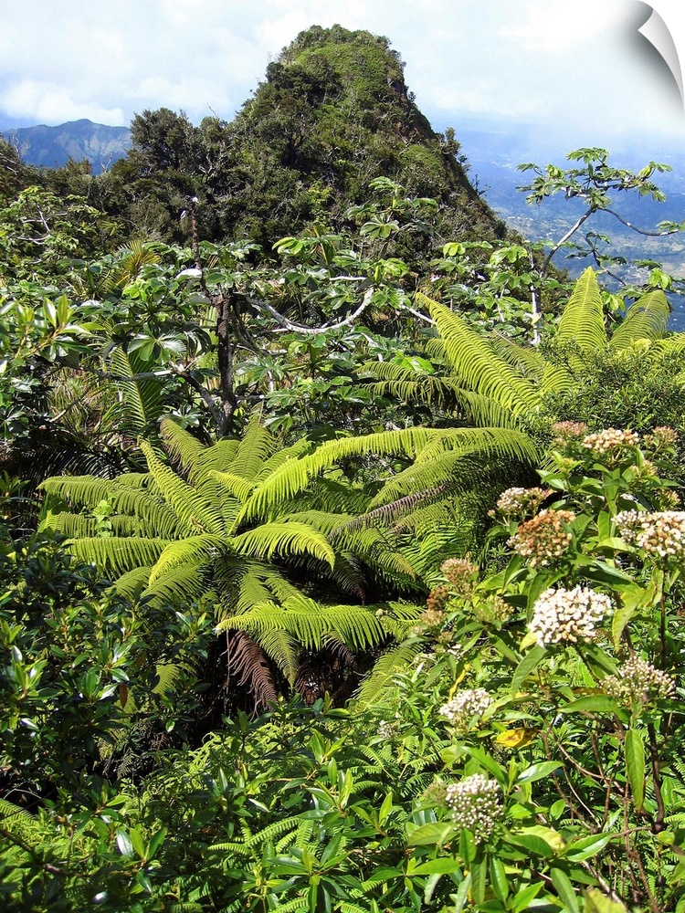 Puerto Rico, Luquillo, El Yunque National Forest, Tropical Rainforest.