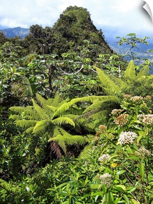 Puerto Rico, Luquillo, El Yunque National Forest, Tropical Rainforest