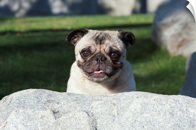 Pug peaking up behind a rock