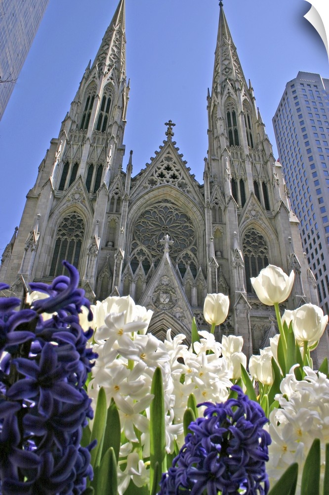 Purple and white hyacinths St. Patrick's Cathedral New York City