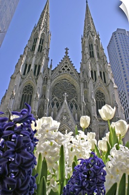 Purple and white hyacinths St. Patrick's Cathedral, NYC