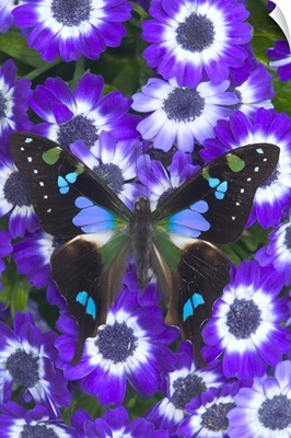 Purple Spotted Swallowtail Butterfly (Graphium weiskei) on flowers