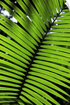 Rainforest leaf, Botanic Gardens in Cairns, Queensland, Australia