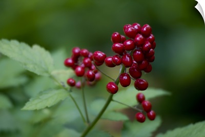 Red Berries Close-Up