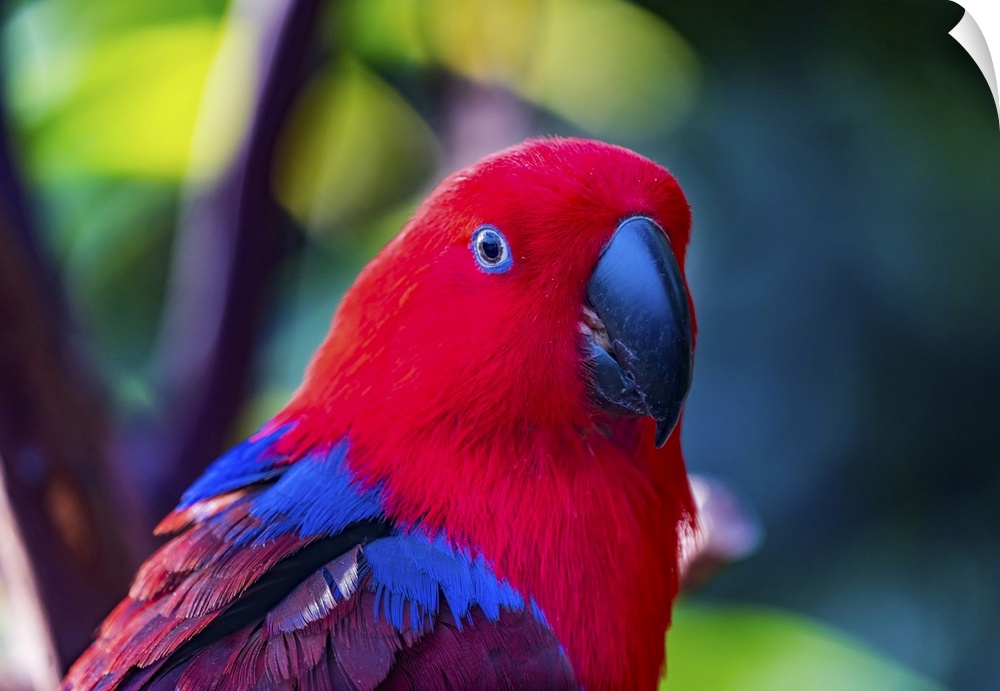 Red blue female eclectus parrot close-up native to Solomon islands, New Guinea.