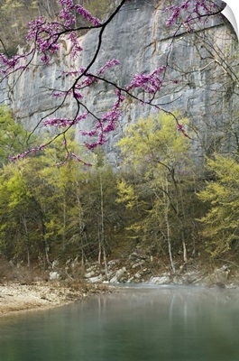 Red Bud trees along the Buffalo River, Steel Creek, Old River Trail, Arkansas