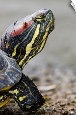 Red-eared pond sliders, British Columbia, Canada