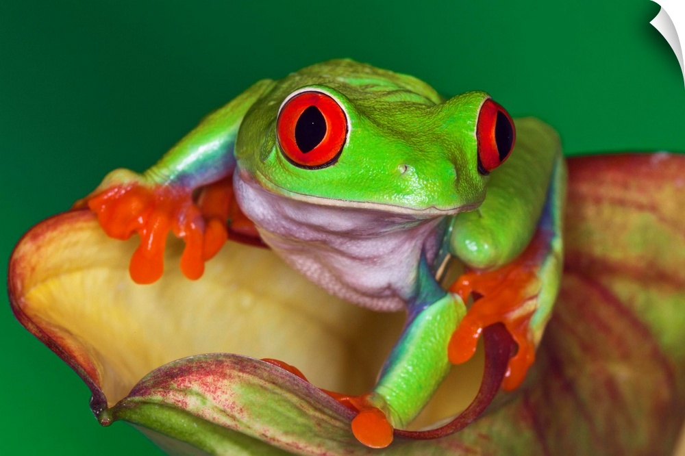 Red-eyed Tree Frog, Agalychnis callidryas