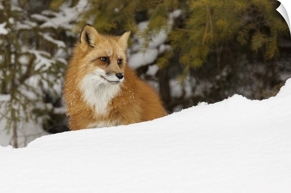 Red fox in deep winter snow, vulpes vulpes, controlled situation, Montana.