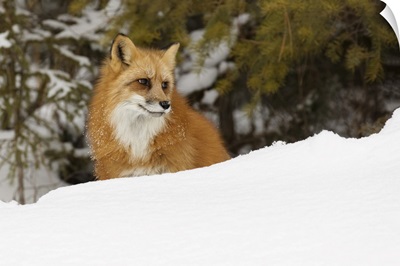 Red Fox In Deep Winter Snow, Vulpes Vulpes, Controlled Situation, Montana