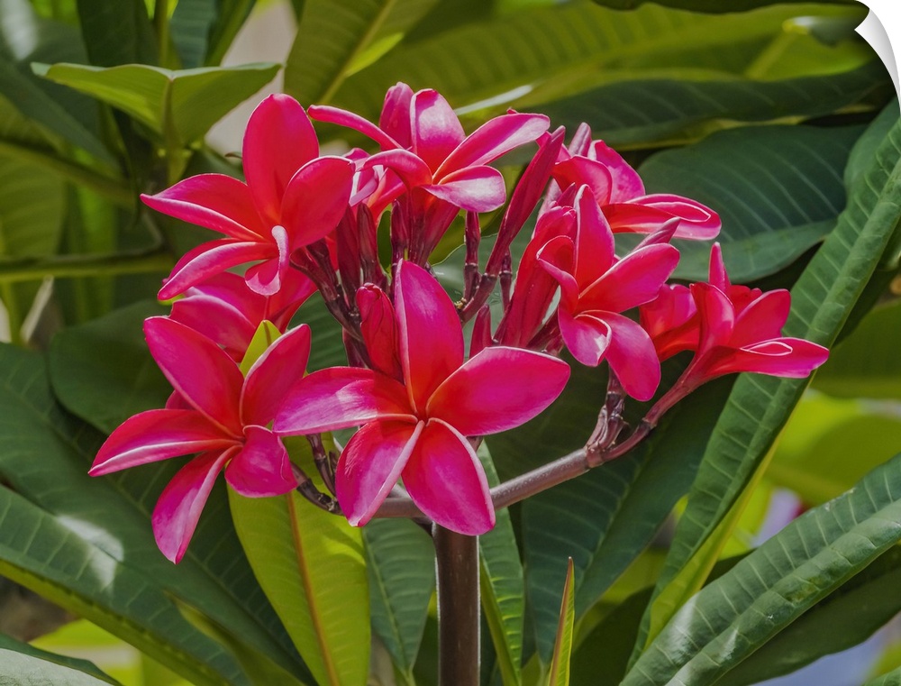 Red frangipani plumeria, Waikiki, Honolulu, Hawaii.
