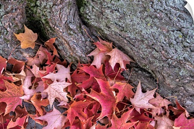 Red Maple Leaves, Massachusetts, USA