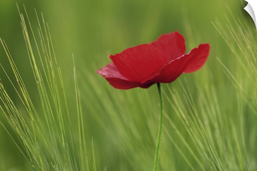 Red poppy flower among wheat crop, Tuscany, Italy