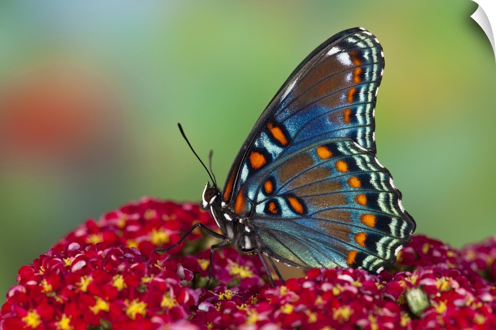 Red-Spotted Purple Butterfly.