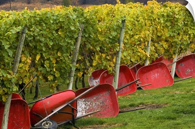 Red wheelbarrows at the edge of vines of Gehring Brothers Vineyards in Okanagan Valley