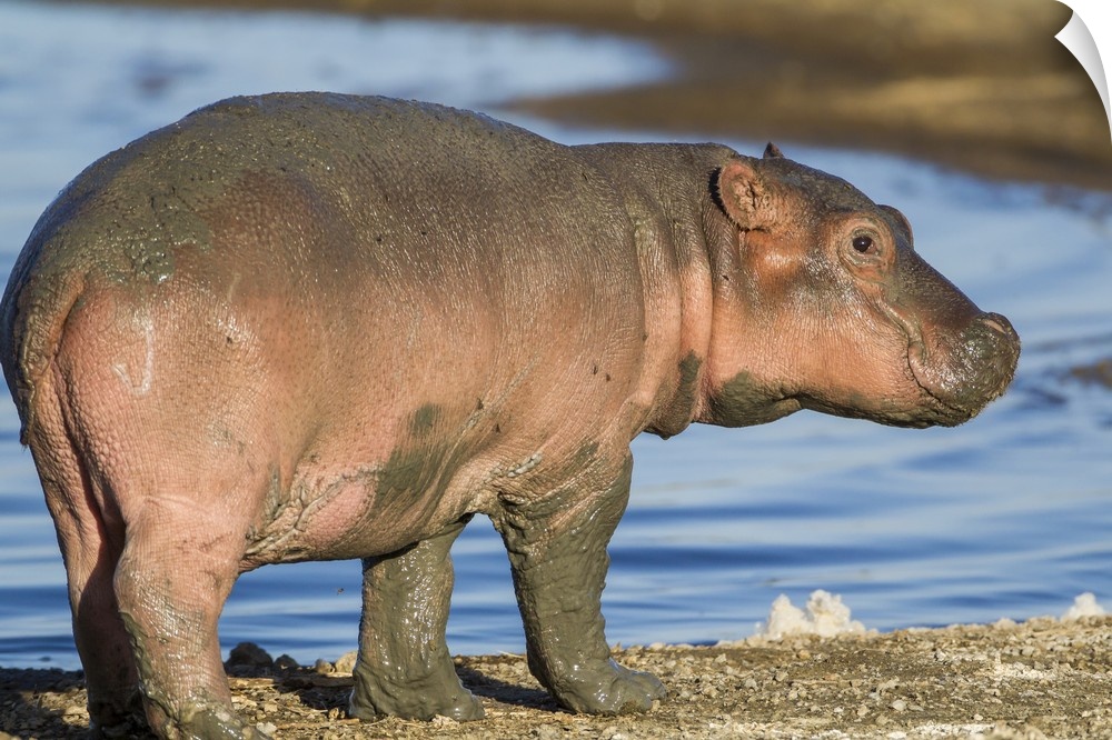 Reddish very young hippo stands on shoreline of Lake Ndutu, profile view, eye looking at camera.