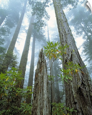 Redwood trees reach to the misty sky at Redwood National Park, California