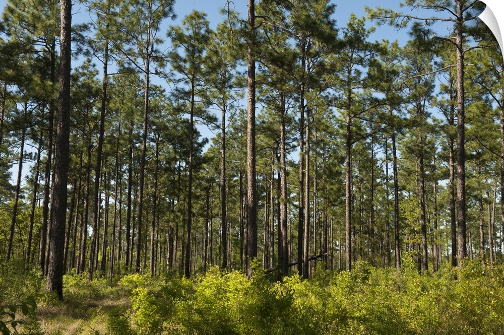 Remaining 3 of the Longleaf Pine Forest (Pinus palustris), Telfair County, Georgia, USA.